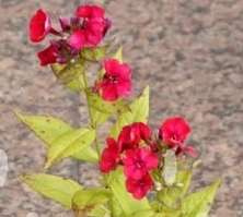 Floks, Płomyk Flame Red Phlox Paniculata 9