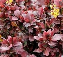 Berberys Thunberga Concorde Berberis Thunbergii 1l