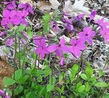 Floks rozłogowy Home Fire Phlox Stolonifera