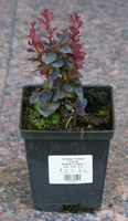 Berberys Thunberga Concorde Berberis Thunbergii 1l