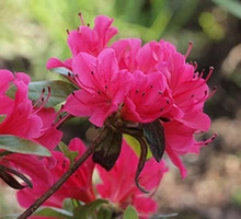 Azalia japońska Kazuko Azalea japonicum 1l