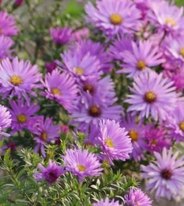 Aster krzaczasty Herbstgruss vom Bresserhof Aster dumosus 9