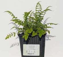 Narecznica mocna Dryopteris affinis 