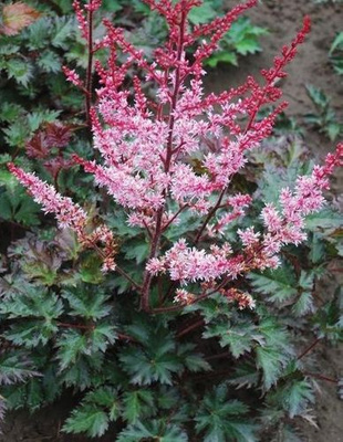 Tawułka Delft Lace Astilbe arendsii 1l