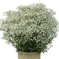 Gipsówka Wiechowata Festival White Flare Gypsophila Paniculata 1l