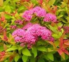 Tawuła japońska Magic Carpet Spiraea japonica 9