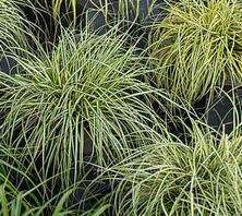 Turzyca oszimska Maxigold Carex oshimensis 1l