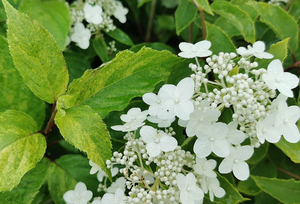 Hortensja bukietowa Shikoku Flash Hydrangea paniculata 1l