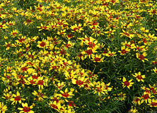 Nachyłek Okółkowy Firefly Coreopsis Verticilata 9