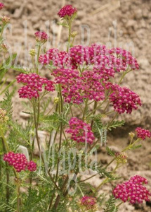 Krwawnik Cerise Queen Achillea Millefolium 1l