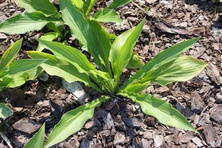 Funkia Maraschino Cherry Hosta 1l