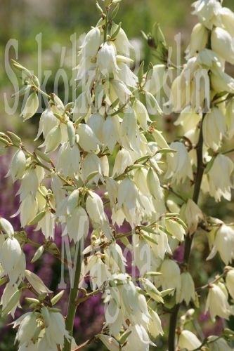 Juka srebrzysta Yucca glauca 