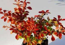 Berberys Thunberga Orange Fire Berberis Thunbergii 1l