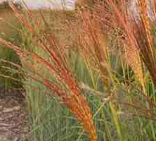 Miskant Chiński Silberfeder Miscanthus Sinensis1l