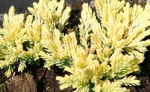 Jałowiec płożący Golden Carpet Juniperus horizontalis 9