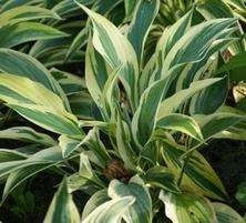 Funkia Lakeside Dragonfly Hosta