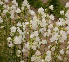 Dzwonek Brzoskwiniolistny Alba Campanula Persicifolia 