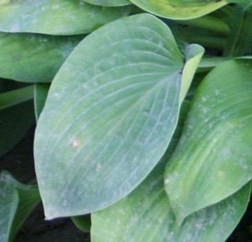 Funkia Fragrant Blue Hosta 1l