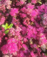 Rozchodnik SunSparkler® Dazzlebery Sedum 9