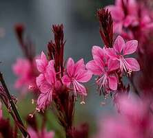 Gaura Baby Butterfly Dark Pink Gaura lindheimeri