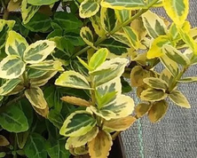 Trzmielina fortunea Emerald'n Gold Euonymus fortunei 1l