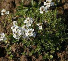 Głodek Sundermanna Draba x Suendrmannii