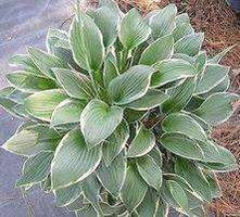 Funkia Francee Hosta 1l