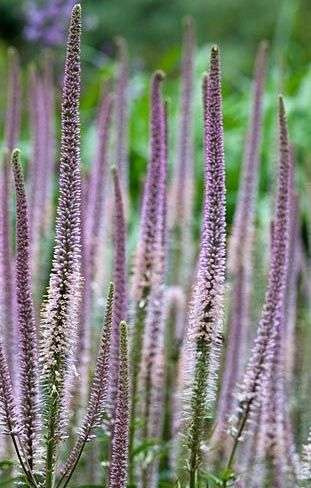 Przetacznikowiec Pink Glow Veronicastrum 0,5-2l