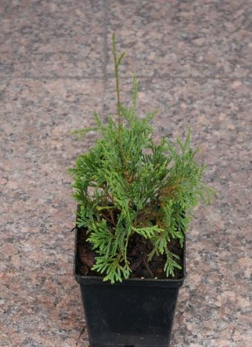 Żywotnik Zachodni Compacta Thuja Occidentalis 