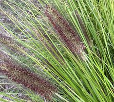 Rozplenica Japońska Viridescens Pennisetum Alopecuroides 9