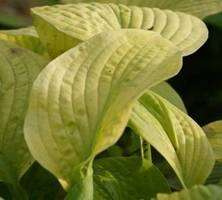 Funkia Golden Waffles Hosta 2-3l