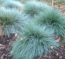 Kostrzewa sina Elijah Blue Festuca glauca