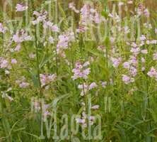 Odętka wirginijska Rosea Physostegia virginiana 0,5l