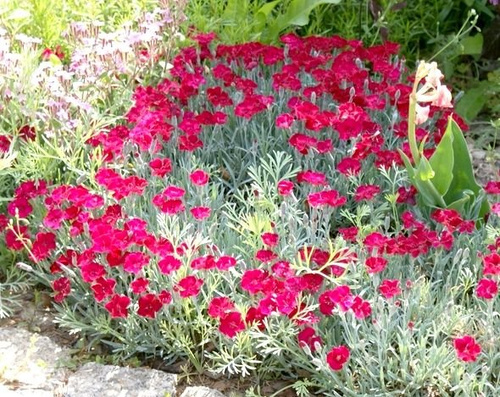 Goździk siny Rubin Dianthus gratian. 9