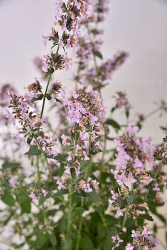 Kocimiętka groniasta Amelia Nepeta racemosa 1l