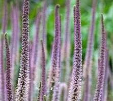 Przetacznikowiec Pink Glow Veronicastrum 0,5-2l