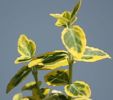 Trzmielina fortunea Emerald'n Gold Euonymus fortunei 1l