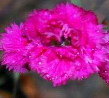 Goździk Pretty Becky Dianthus hybrida