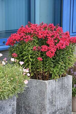 Floks, Płomyk Flame Red Phlox Paniculata 9