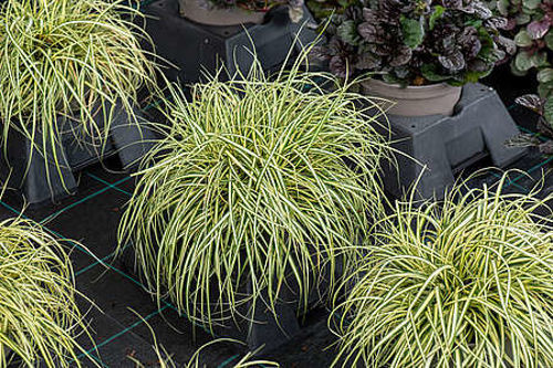 Turzyca oszimska Maxigold Carex oshimensis 1l