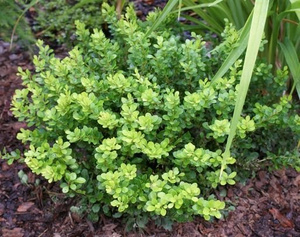 Berberys Thunberga Kobold Berberis Thunbergii 1l