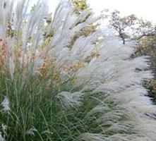 Miskant Chiński Yaku Jima Miscanthus Sinensis 1l