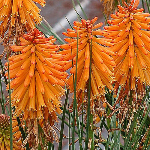 Trytoma groniasta Poco Orange Kniphofia uvaria 1l