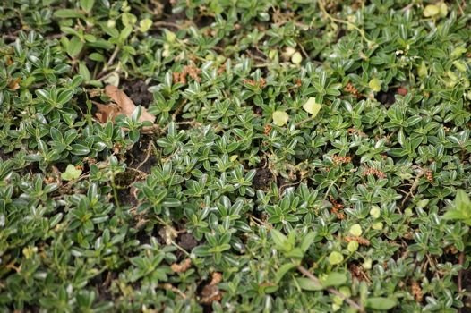 Gęsiówka macedońska Arabis ferdinandi - coburgi 