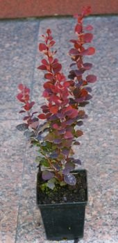 Berberys Thunberga Hot Chocolate Berberis Thunbergii 9-1l