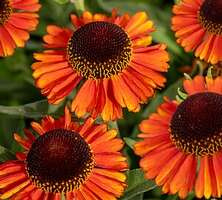 Dzielżan jesienny Short And Sassy Helenium autumnale 1l