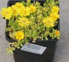 Delosperma Delosperma Congestum 9