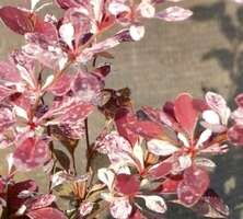 Berberys Thunberga Rose Glow Berberis Thunbergii 1l