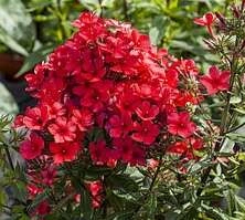 Floks, Płomyk Flame Red Phlox Paniculata 9