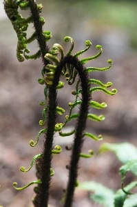 Narecznica Wallicha Dryopteris Wallichiana 9